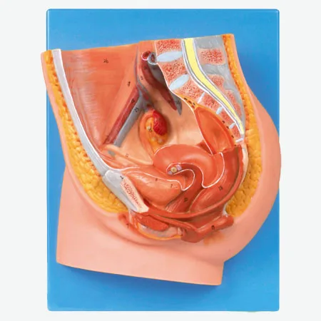 Median section of female pelvis model, Anatomy pelvis model 
Median section of female pelvis model, Anatomy pelvis model