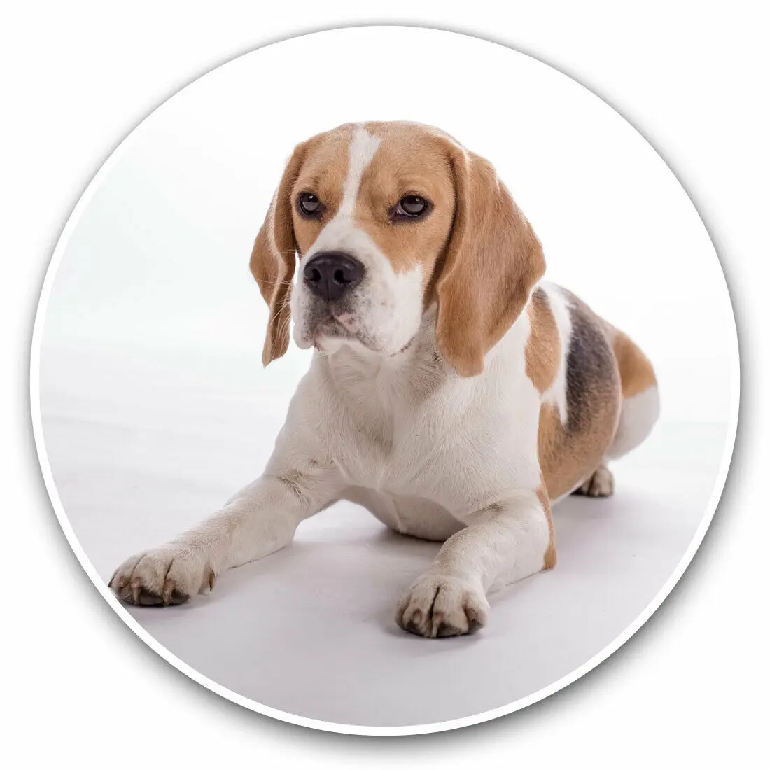 S61738 # Beagle Dog Pet Puppy Cute Animal Self-adhesive Decal Car Sticker Waterproof Auto Decors on Bumper Rear Window Laptop
S61738 # Beagle Dog Pet Puppy Cute Animal Self-adhesive Decal Car Sticker Waterproof Auto Decors on Bumper Rear Window Laptop
