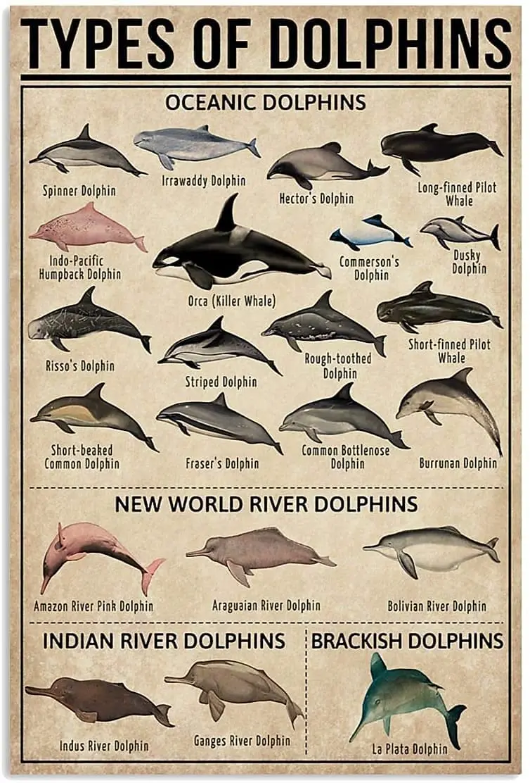 Современный Ретро металлический-тип дельфинов-жестяной знак! Для магазина/гаража/бара/клуба/кафе/настенного декора, 8x12 дюймов 
Современный Ретро металлический-тип дельфинов-жестяной знак! Для магазина/гаража/бара/клуба/кафе/настенного декора, 8x12 дюймов