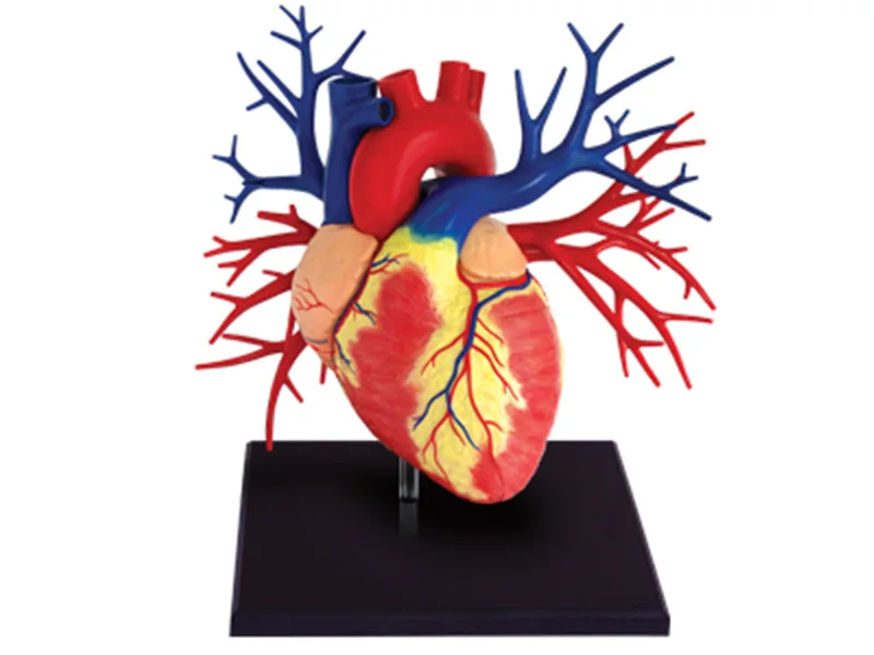 1:1 Life Size Heart 4d Master Puzzle Assembling Toy Human Body Organ Anatomical Model Medical Teaching Model
1:1 Life Size Heart 4d Master Puzzle Assembling Toy Human Body Organ Anatomical Model Medical Teaching Model