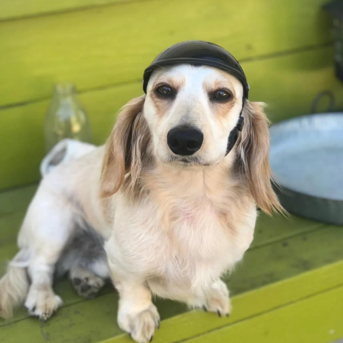 Cool Fashion New Motorcycle Pet Toy Hat Dog Cat Head Protection Pet Supplies Size S / M Accessories Birthday Party Costumes
Cool Fashion New Motorcycle Pet Toy Hat Dog Cat Head Protection Pet Supplies Size S / M Accessories Birthday Party Costumes