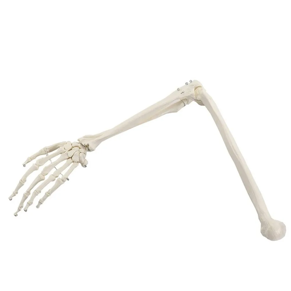 1:1 Human Bone Model of Bone Adult Arm of Upper Limb Bone Arm and Radius Hand Bone Medical Science School Teaching Supplies
1:1 Human Bone Model of Bone Adult Arm of Upper Limb Bone Arm and Radius Hand Bone Medical Science School Teaching Supplies