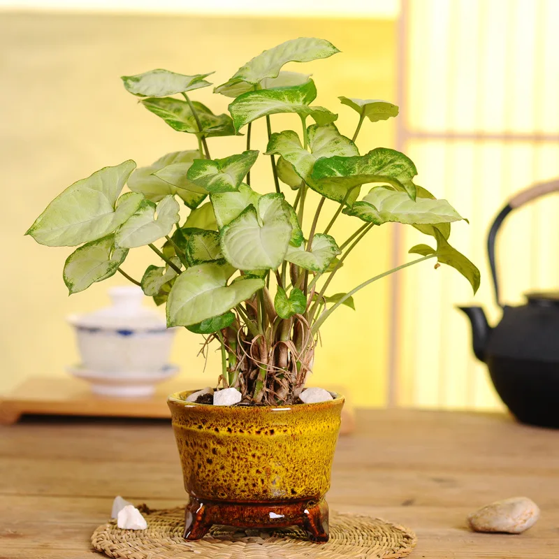 High-temperature ceramic flowerpot succulent plant flowerpot changing kiln and sticking office desktop succulent flowerpot
High-temperature ceramic flowerpot succulent plant flowerpot changing kiln and sticking office desktop succulent flowerpot