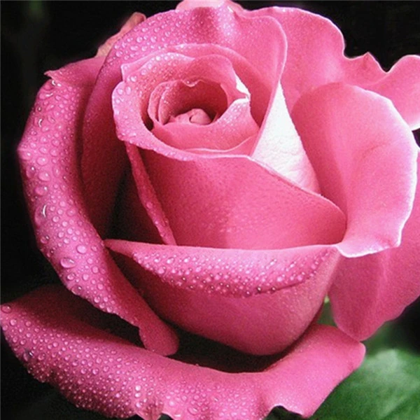 JMINE Div 5D Pink Rose Flowers Full Diamond Painting cross stitch kits art High Quality Floral 3D paint by diamonds
JMINE Div 5D Pink Rose Flowers Full Diamond Painting cross stitch kits art High Quality Floral 3D paint by diamonds