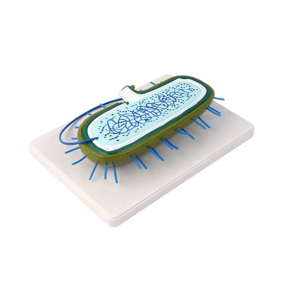 Bacterial model Nuclear model Chromosome model biology Medical Science anatomy Teaching model Teaching demonstration
Bacterial model Nuclear model Chromosome model biology Medical Science anatomy Teaching model Teaching demonstration
