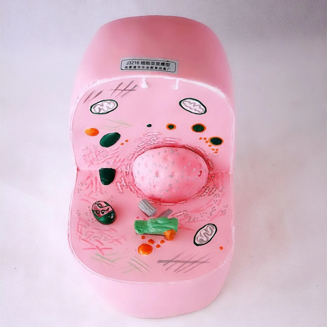 4D Animal Cell Anatomical Skeleton Model Dimensional Toy Anatomical Model Medical Science Education Equipment Biological Supply
4D Animal Cell Anatomical Skeleton Model Dimensional Toy Anatomical Model Medical Science Education Equipment Biological Supply