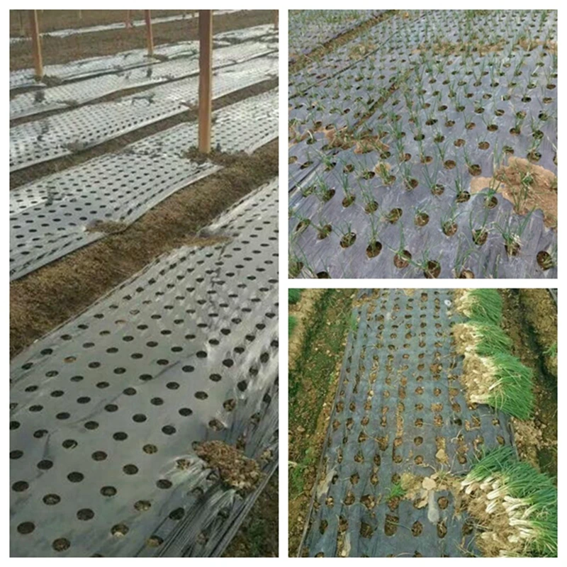 10m Black 5-Hole Mulch Film PE Plastic Mulch 0.02mm Agricultural Plants Cover Film Frost Protection Keep Warm Weed Control
10m Black 5-Hole Mulch Film PE Plastic Mulch 0.02mm Agricultural Plants Cover Film Frost Protection Keep Warm Weed Control