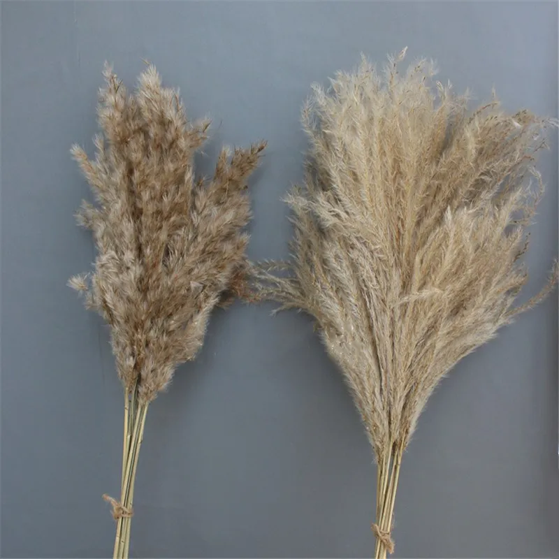 30pcs pampas wedding flowers bunch dried pampas grass natural reed christmas decoration pampas grass flower bunch
30pcs pampas wedding flowers bunch dried pampas grass natural reed christmas decoration pampas grass flower bunch