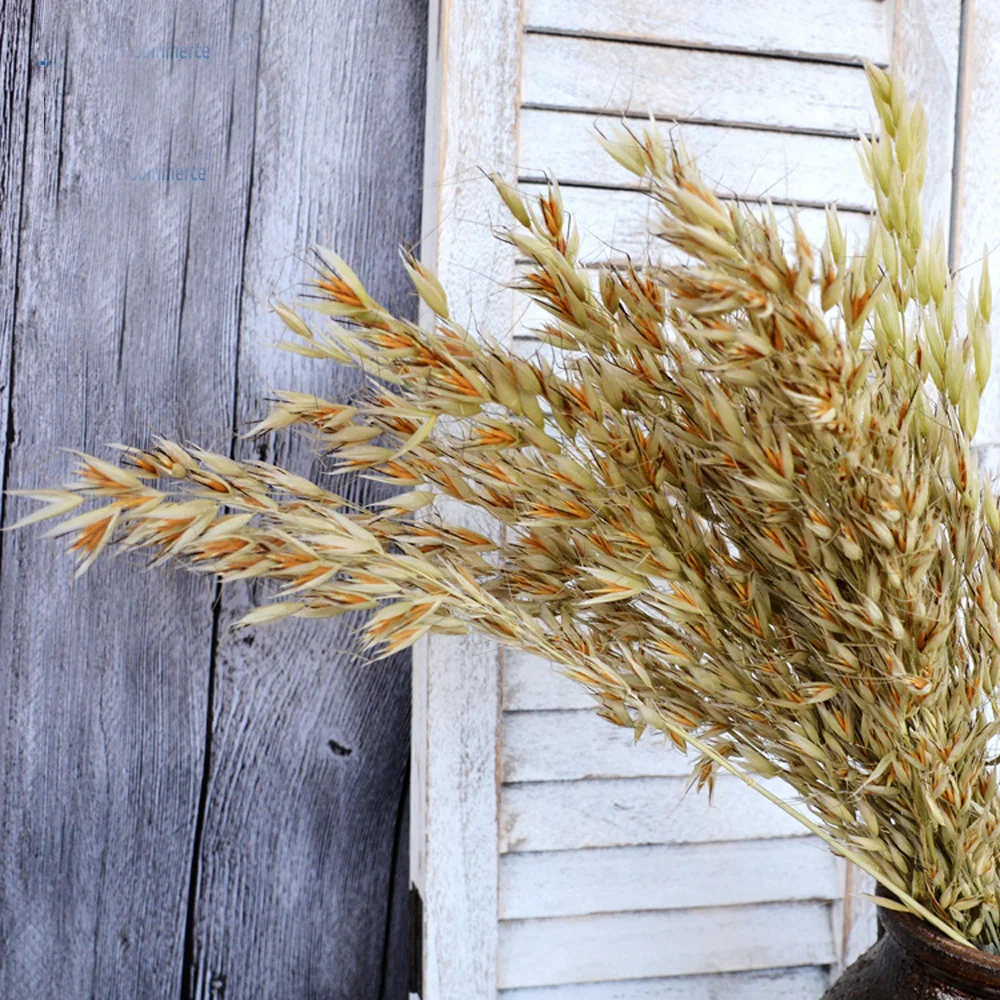 50pcs natural color dried natural flower bouquets natural dried ear of oats bouquets oats ear bunches
50pcs natural color dried natural flower bouquets natural dried ear of oats bouquets oats ear bunches