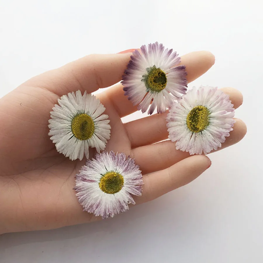 60pcs Pressed Dried 3-4.5cm White/Purple Big Daisy Flower Plant Herbarium For Jewelry Phone Case Photo Frame Bookmark DIY Making
60pcs Pressed Dried 3-4.5cm White/Purple Big Daisy Flower Plant Herbarium For Jewelry Phone Case Photo Frame Bookmark DIY Making