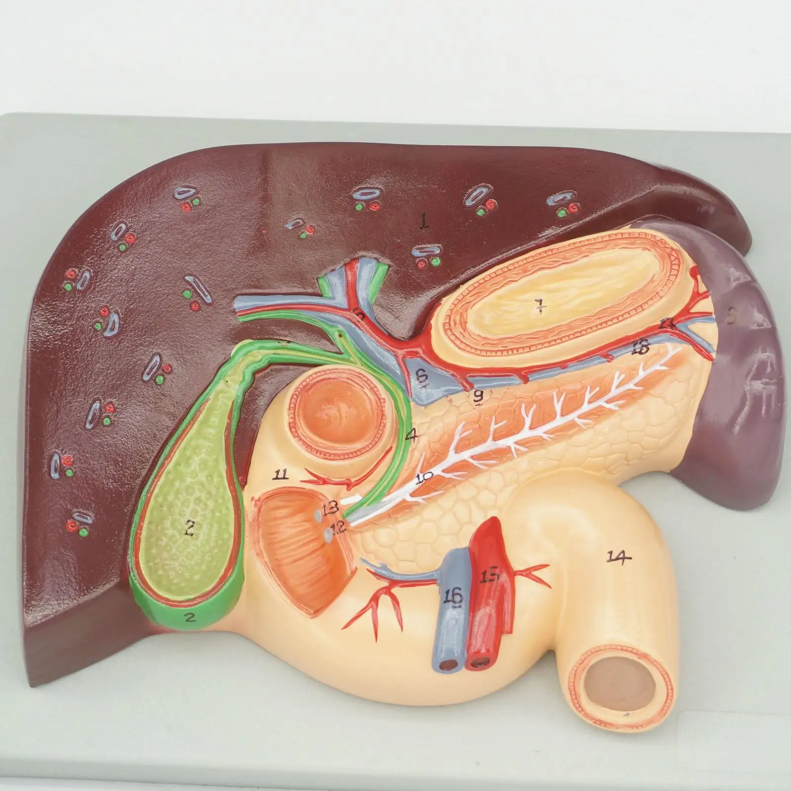 КАМЕИ типа человеческой печени и Duodenum анатомическая модель медицинская изучение висцеральных образцов, Обучающие ресурсы
КАМЕИ типа человеческой печени и Duodenum анатомическая модель медицинская изучение висцеральных образцов, Обучающие ресурсы