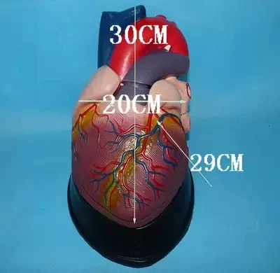 Модель человеческого сердца анатомическая модель для медиков, бесплатная доставка
Модель человеческого сердца анатомическая модель для медиков, бесплатная доставка