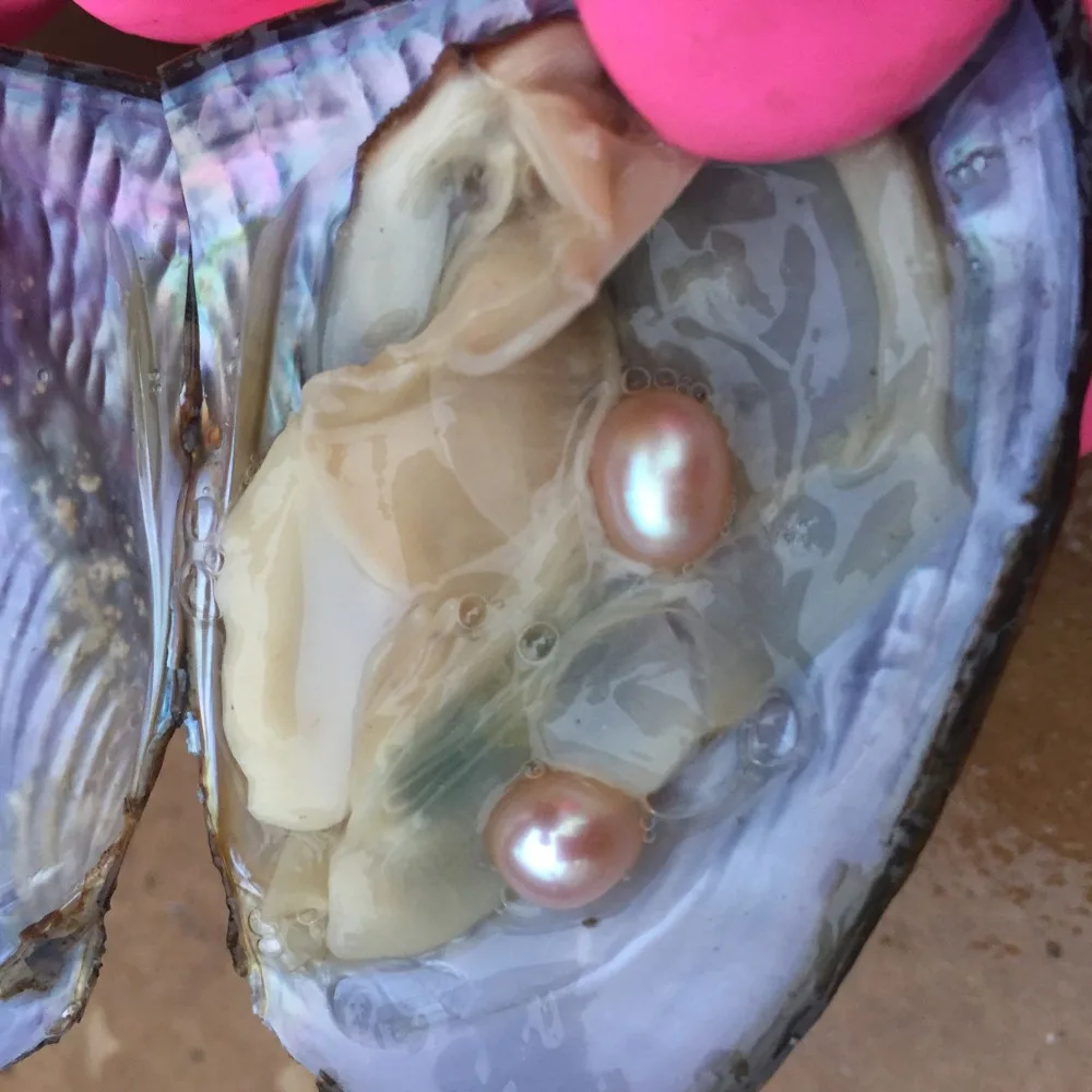 The Gift Of Nature! Natural Pearl Mussel Vacuum-pack Oyster With 6-8 MM Pearls Inside White Pink Purple 3Colors Beads
The Gift Of Nature! Natural Pearl Mussel Vacuum-pack Oyster With 6-8 MM Pearls Inside White Pink Purple 3Colors Beads