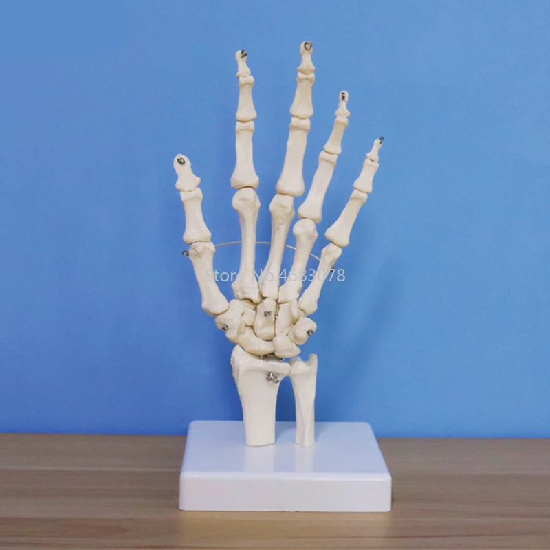 Life Size Human Hand Joint Anatomical Skeleton Model Medical Science Health Life Useful For Medical Teaching Supplies
Life Size Human Hand Joint Anatomical Skeleton Model Medical Science Health Life Useful For Medical Teaching Supplies