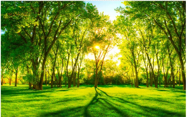 Custom Wood wallpaper large mural green woods for the living room TV wall vinyl wallpaper Papel de parede
Custom Wood wallpaper large mural green woods for the living room TV wall vinyl wallpaper Papel de parede