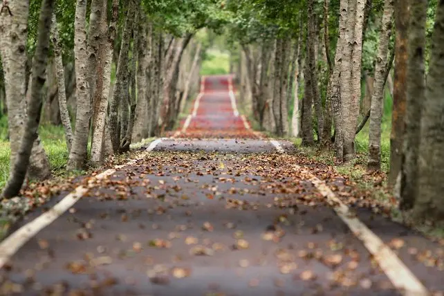 Autumn leaves leaf Road blur backdrops High quality Computer print wall photography studio background
Autumn leaves leaf Road blur backdrops High quality Computer print wall photography studio background