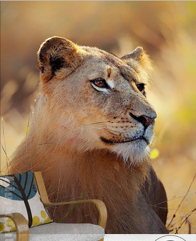 The custom 3D murals,A fierce female lion on the grassland ,living room sofa TV wall bedroom wall paper
The custom 3D murals,A fierce female lion on the grassland ,living room sofa TV wall bedroom wall paper