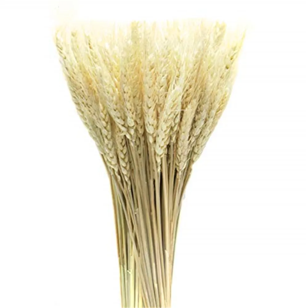 50pcs/Lot Real Wheat Ear Flower Natural Dried Flowers for Wedding Party Decoration Wheat Bouquet
50pcs/Lot Real Wheat Ear Flower Natural Dried Flowers for Wedding Party Decoration Wheat Bouquet