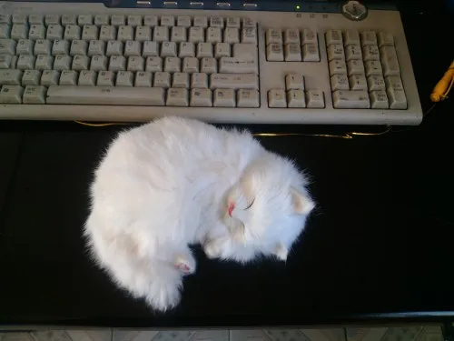 Моделирование белого спящего кота 18x16 см, игрушка из полиэтилена и меха, реп. украшение дома, рождественский подарок w4200
Моделирование белого спящего кота 18x16 см, игрушка из полиэтилена и меха, реп. украшение дома, рождественский подарок w4200