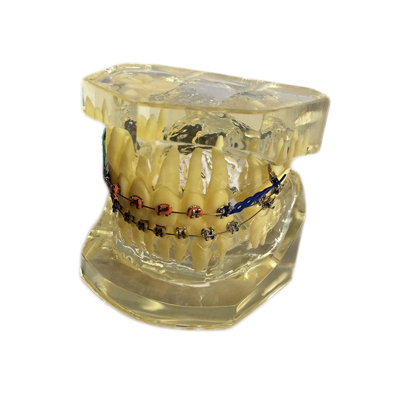 1 pcs Dental Standard Teeth Transparent Model Teach Study Dentistry Material Dentist Tools Dental Lab Material
1 pcs Dental Standard Teeth Transparent Model Teach Study Dentistry Material Dentist Tools Dental Lab Material