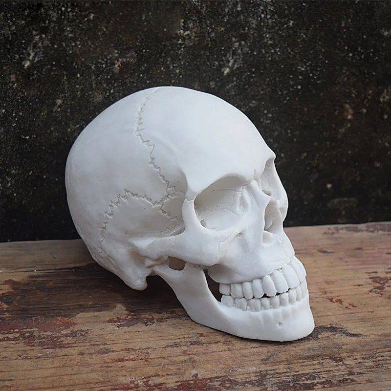 Free Shipping!! Artificial Human Skull Model Resin Skeleton Head Mannequin Hot Sale
Free Shipping!! Artificial Human Skull Model Resin Skeleton Head Mannequin Hot Sale