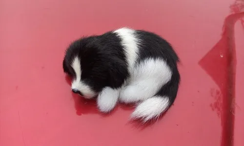 simulation dog about 10x7cm black&white dog Handmade craft model,polyethylene&furs toy,car pendant,decoration Xmas gift w4079
simulation dog about 10x7cm black&white dog Handmade craft model,polyethylene&furs toy,car pendant,decoration Xmas gift w4079