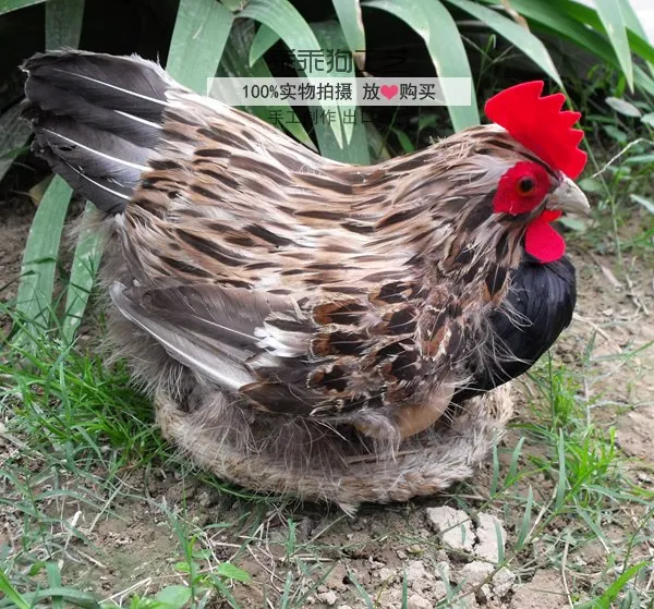 simulation cute hen 21x31x22cm model polyethylene&furs hen model home decoration props ,model gift d836
simulation cute hen 21x31x22cm model polyethylene&furs hen model home decoration props ,model gift d836