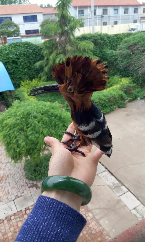 Моделирование птицы Hoopoe около 15x15 см, игрушка, реалистичная модель птицы, реп, украшение дома, подарок t291
Моделирование птицы Hoopoe около 15x15 см, игрушка, реалистичная модель птицы, реп, украшение дома, подарок t291