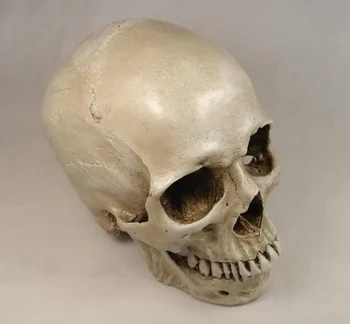 Nature size resin medical Human skeleton skull model art painting Medical Science
Nature size resin medical Human skeleton skull model art painting Medical Science