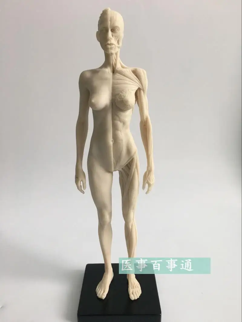 30cm medical Sculpture, painting Reference skull structure Human musculoskeletal anatomy model
30cm medical Sculpture, painting Reference skull structure Human musculoskeletal anatomy model