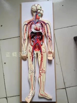 Blood circulation model Human arterial venous cardiac cerebrovascular model
Blood circulation model Human arterial venous cardiac cerebrovascular model
