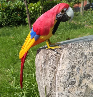about 32cm orange red feathers parrot model stage prop,home garden decoration birthday gift w0952
about 32cm orange red feathers parrot model stage prop,home garden decoration birthday gift w0952