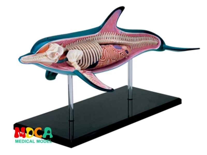 Мастер-головоломка Dolphin 4d, игрушка для сборки животных, биология, орган, обучающая модель
Мастер-головоломка Dolphin 4d, игрушка для сборки животных, биология, орган, обучающая модель