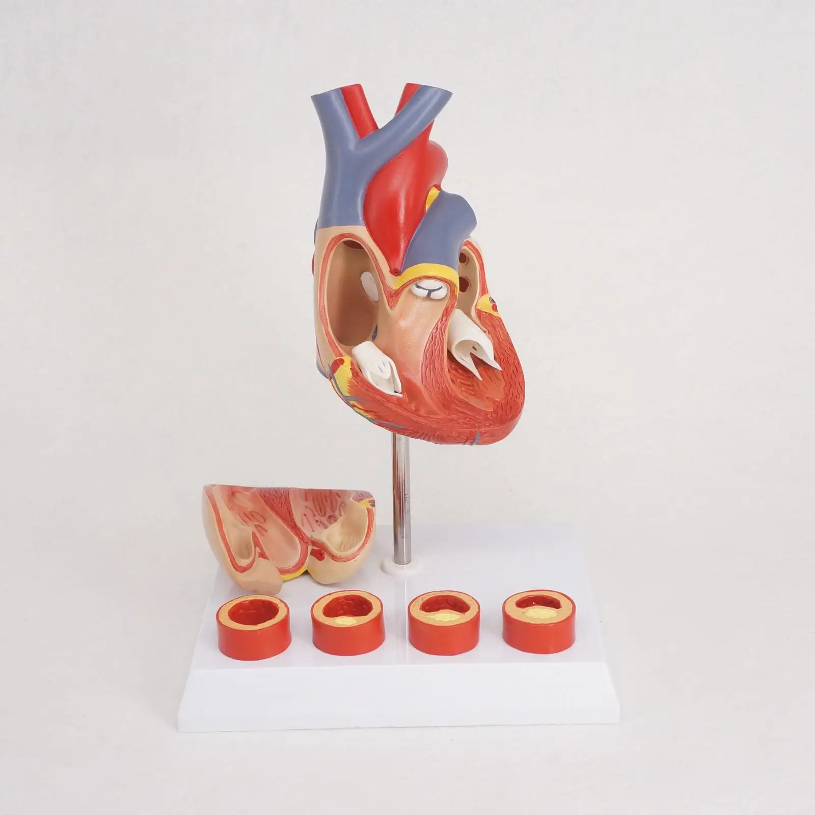 PVC Life Size Human Heart Anatomy Model With 4 Stage Vascular Mounted on White Base Cardiac Learn for Education
PVC Life Size Human Heart Anatomy Model With 4 Stage Vascular Mounted on White Base Cardiac Learn for Education