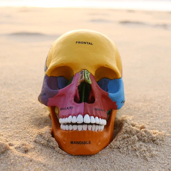 colored human skeleton anatomical model, assembled skeleton model of medical science Animal Skull human anatomy model
colored human skeleton anatomical model, assembled skeleton model of medical science Animal Skull human anatomy model