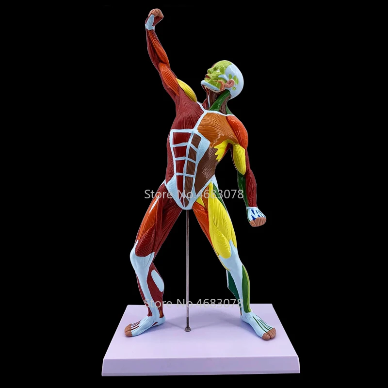 Colorful Human Muscle Anatomy Model Anatomical Medical Science Supply Fitness System of Human Model Artistic sketch supplies
Colorful Human Muscle Anatomy Model Anatomical Medical Science Supply Fitness System of Human Model Artistic sketch supplies