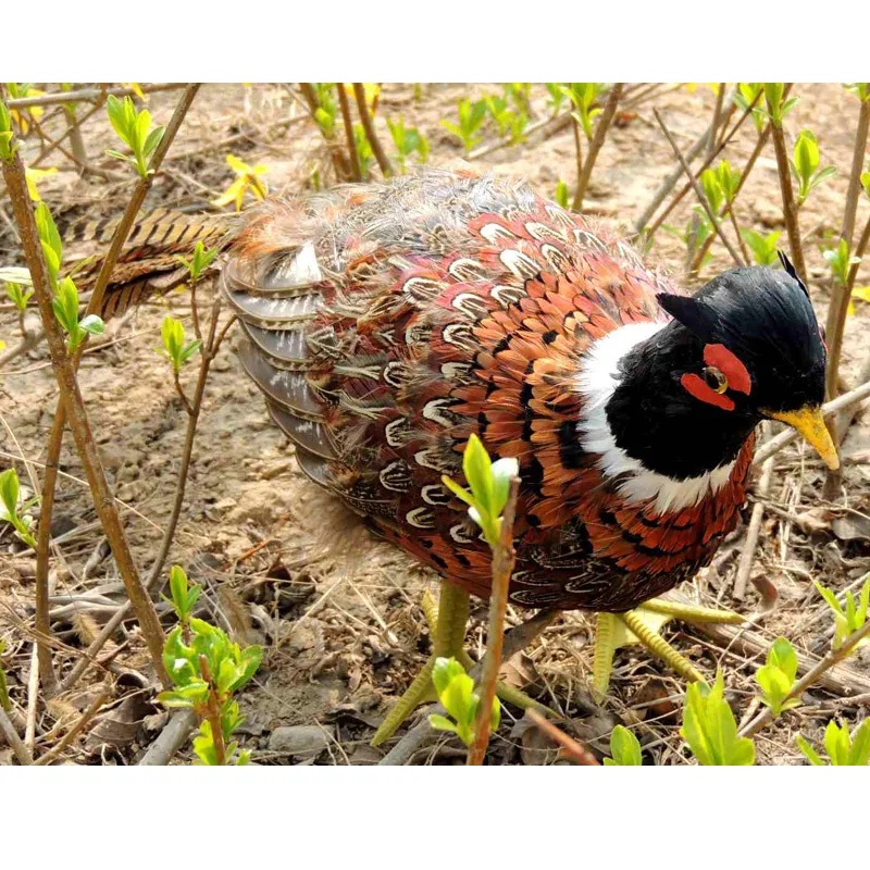1:1 large 60x40cm simulation colourful feathers Pheasant handicraft home garden decoration gift p0389
1:1 large 60x40cm simulation colourful feathers Pheasant handicraft home garden decoration gift p0389