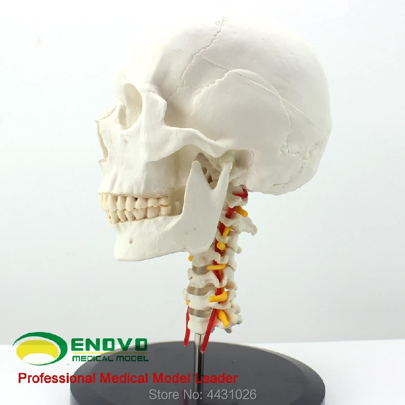 ENOVO Craniofacial Skull Model With Human.skull And Skull Model In Department Of Orthopedics
ENOVO Craniofacial Skull Model With Human.skull And Skull Model In Department Of Orthopedics