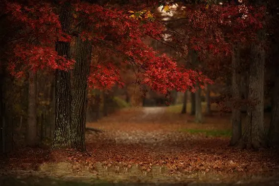 fall autumn leaves Forest Woodland backdrops High quality Computer print wall background
fall autumn leaves Forest Woodland backdrops High quality Computer print wall background