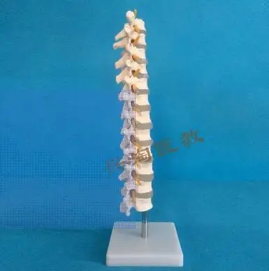 Model of thoracic vertebra: vertebral disc of thoracic vertebra and human thoracic vertebra
Model of thoracic vertebra: vertebral disc of thoracic vertebra and human thoracic vertebra