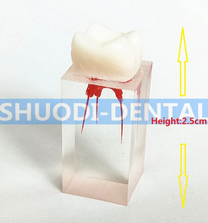 4pcs 1:1 Tooth Practice Operation Model Pulp Clear Enodontic Instruments High Quality Dentistry Dental Exam Pratice Pulp Root
4pcs 1:1 Tooth Practice Operation Model Pulp Clear Enodontic Instruments High Quality Dentistry Dental Exam Pratice Pulp Root
