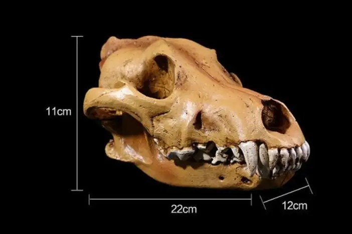 1:1 simulation of wolfhead bone model Medical Science Educational Supplies Skull Skeleton Mold Kids Gifts
1:1 simulation of wolfhead bone model Medical Science Educational Supplies Skull Skeleton Mold Kids Gifts