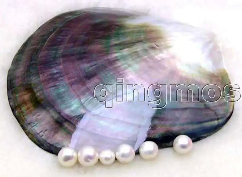 SALE GENUINE Big 8-9CM Gray Natural CLAM Oyster hand burnish Shell Smooth-pen32 Wholesale/retail Free shipping
SALE GENUINE Big 8-9CM Gray Natural CLAM Oyster hand burnish Shell Smooth-pen32 Wholesale/retail Free shipping