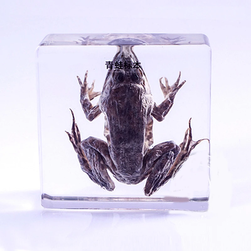 Real Toad Specimens In Clear Lucite Block educational Instrument Middle school biology School teaching aids Teaching instrument
Real Toad Specimens In Clear Lucite Block educational Instrument Middle school biology School teaching aids Teaching instrument