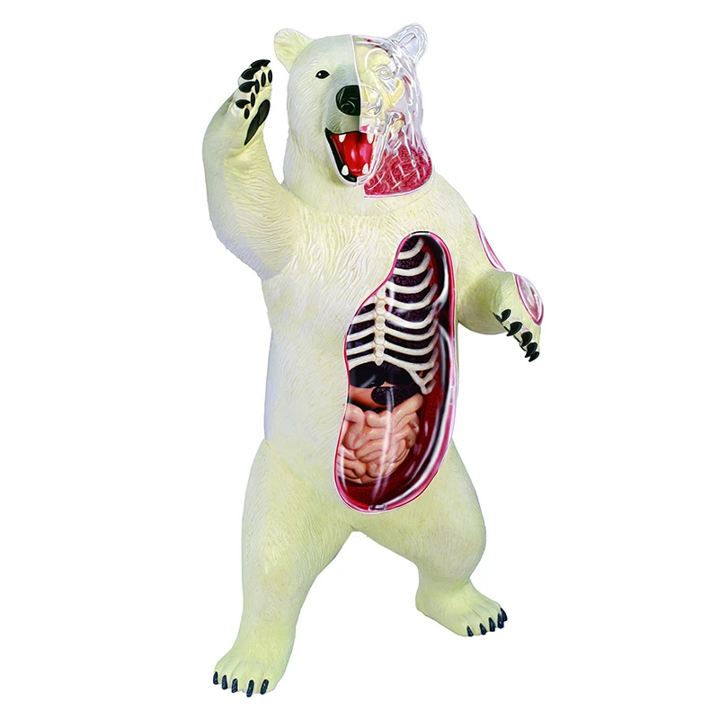 Polar bear 4d master puzzle Assembling toy Animal Biology organ anatomical model medical teaching model
Polar bear 4d master puzzle Assembling toy Animal Biology organ anatomical model medical teaching model