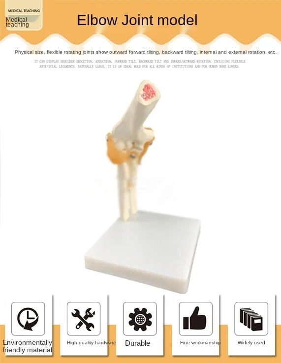 Natural big elbow model human elbow model human bone model medical bone teaching model
Natural big elbow model human elbow model human bone model medical bone teaching model