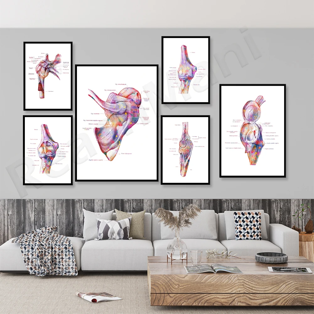 Body Anatomy Poster Elbow Joint Print Scapula Print Medical Art Bone Bone Structure Clinic Decoration Orthopedic Gift 
Body Anatomy Poster Elbow Joint Print Scapula Print Medical Art Bone Bone Structure Clinic Decoration Orthopedic Gift