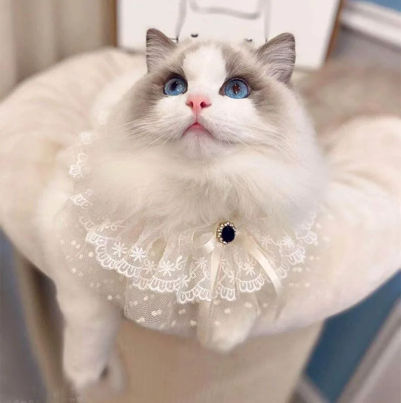 Pet Dogs Fashion White Print Lace Collars For Small Large Dogs Bow-knot Bibs Necklace Dog Cats Supplies Jewelry Accessories
Pet Dogs Fashion White Print Lace Collars For Small Large Dogs Bow-knot Bibs Necklace Dog Cats Supplies Jewelry Accessories