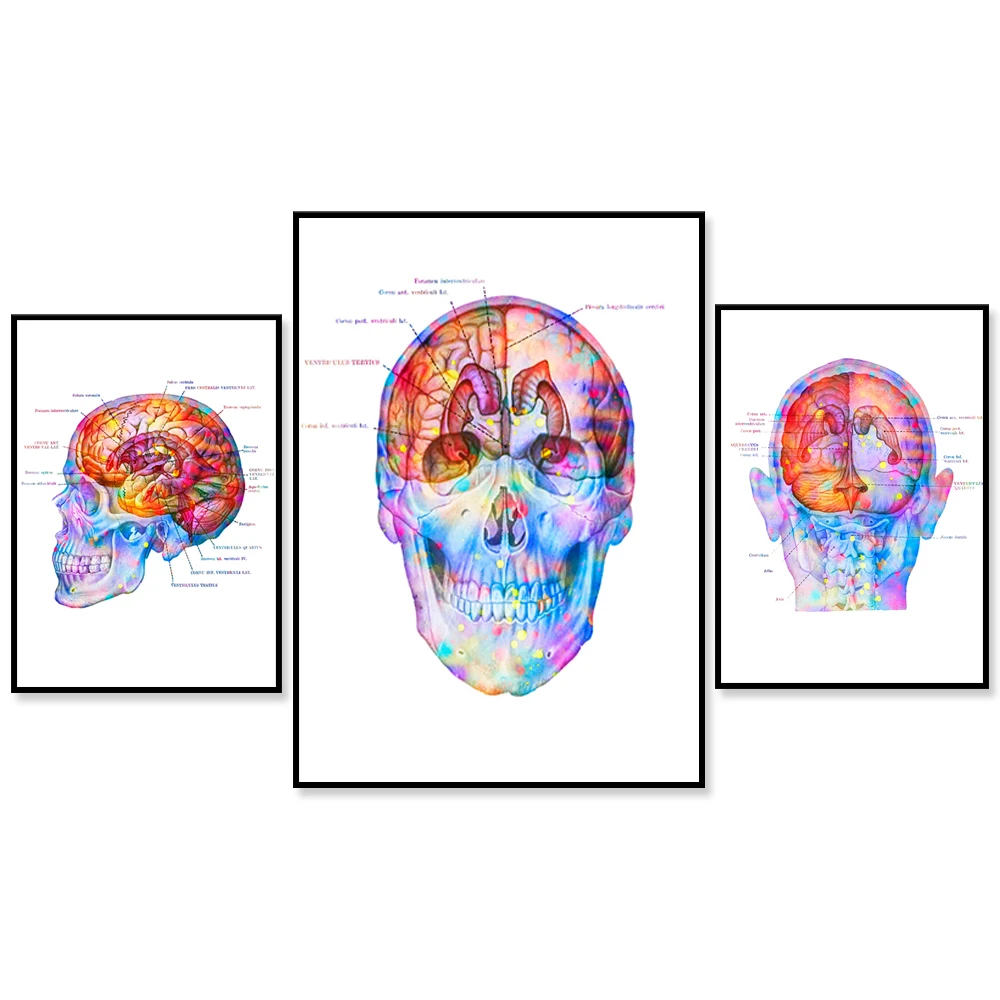Craniocerebral Topographic Map Poster Brain Anatomy Art Anatomy Brain Print Medical Art Neurology Print Clinic Decoration Neurol
Craniocerebral Topographic Map Poster Brain Anatomy Art Anatomy Brain Print Medical Art Neurology Print Clinic Decoration Neurol