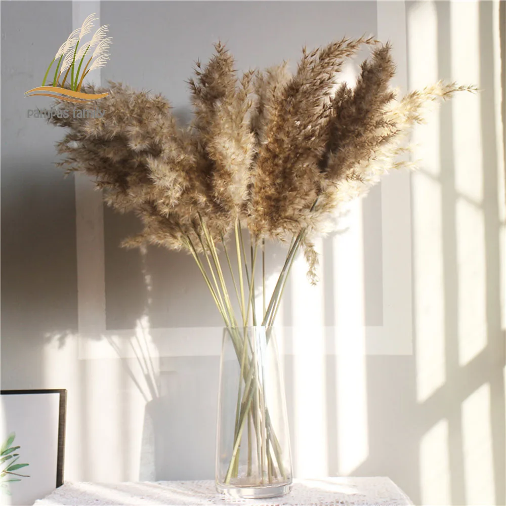 Dried Pampas Grass Decor Plants Light Color Natural Phragmites Wedding Flowers Bunch Natural Dried Flowers with Plastic Vase
Dried Pampas Grass Decor Plants Light Color Natural Phragmites Wedding Flowers Bunch Natural Dried Flowers with Plastic Vase